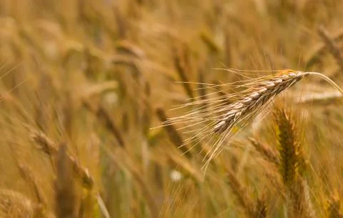 Barley field Stock Photos