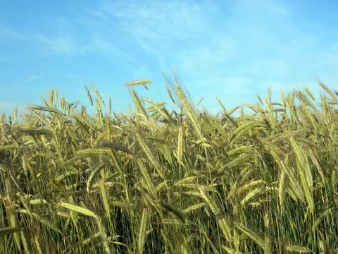 Barley field Stock Photos