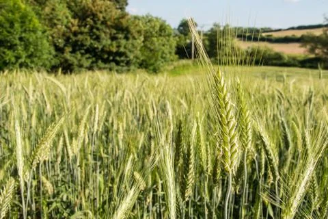 Barley field 스톡 사진