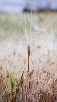 Barley field Stock Photos