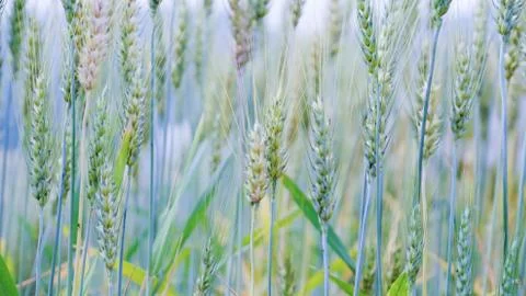 Barley field Stock Photos