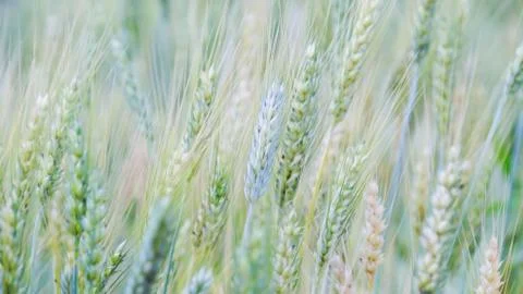 Barley field Stock Photos