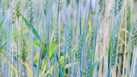 Barley field Stock Photos