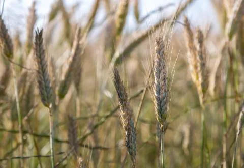 Barley in Field Stock Photos