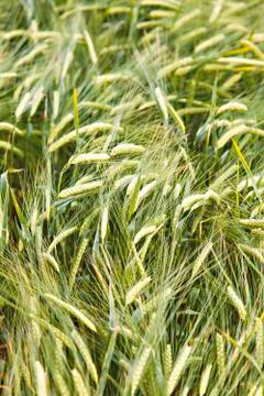 Barley field 스톡 사진