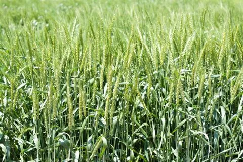 Barley field Stock Photos