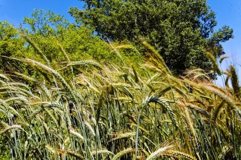 Barley field Stock-Fotos