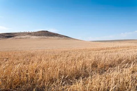 Barley field Stock Photos