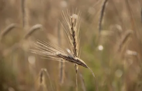 Barley field Stock Photos