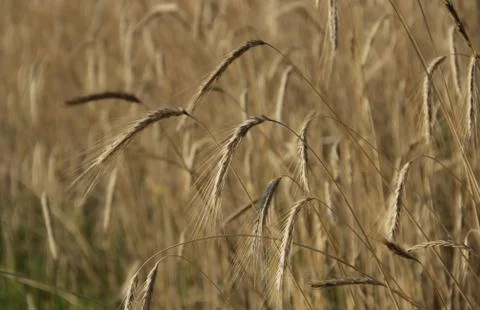 Barley field Stock Photos