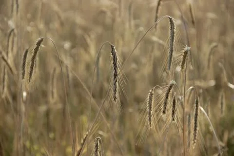 Barley field 스톡 사진