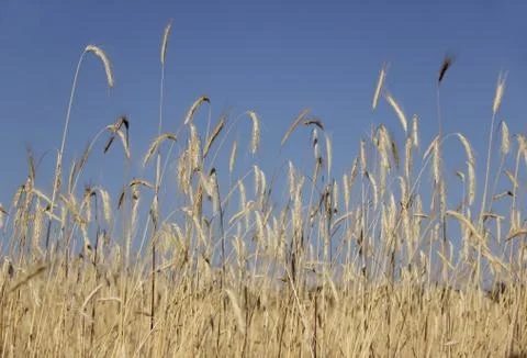 Barley field Stock Photos