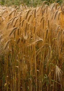Barley Field Stock Photos