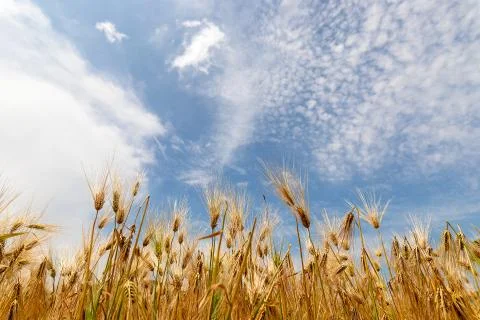 Barley field Stock Photos