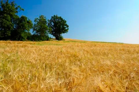 Barley field Foto stock