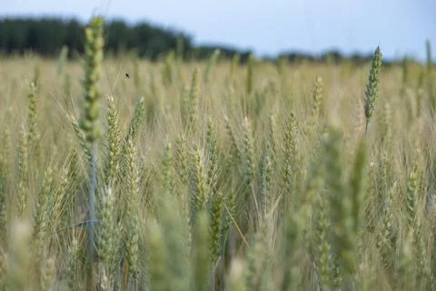 Barley field Stock Photos