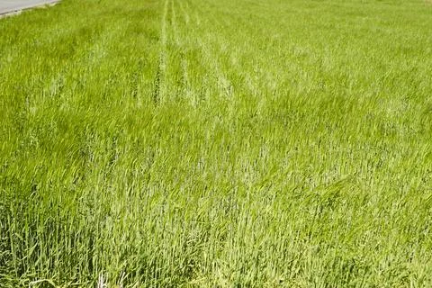 Barley field on the plain Stock Photos