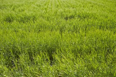 Barley field on the plain Stock Photos