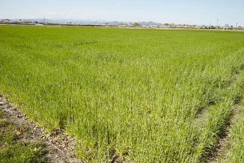 Barley field on the plain Stock Photos