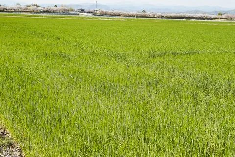 Barley field on the plain Stock Photos