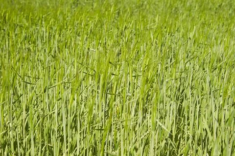 Barley field on the plain Stock Photos