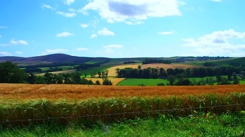 Barley field, Scotland 库存影片 82638845