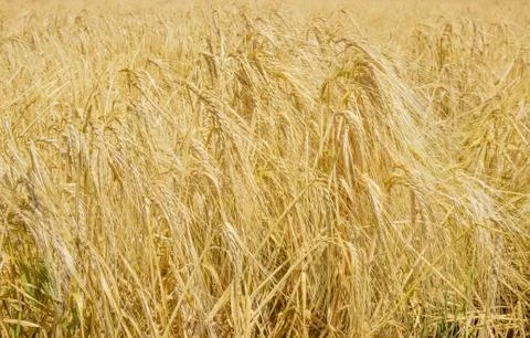 Barley field at selective focus Stock Photos