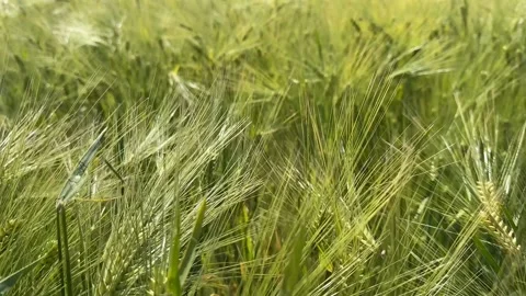Barley Field Serenity Stock Footage 310384270