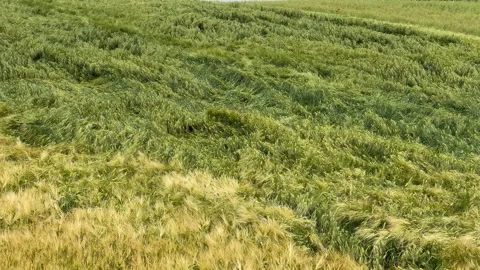 Barley Field Serenity Stock Footage 310655536