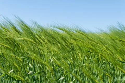 Barley field in spring under blue sky Stock Photos