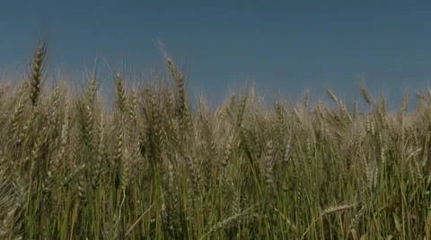Barley In Field, Start Close and Pull Out Stock Footage 58746166
