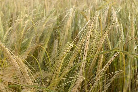 Barley field in the summer Stock Photos