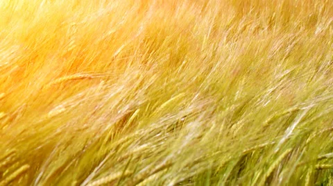 Barley field at sunset Stock-Footage 32961451