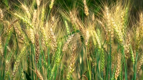 Barley Field in Sunset Stock Footage 102220309