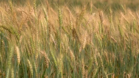 Barley Field in Sunset Stock Footage 113973443