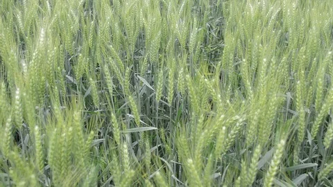 Barley field swaying in the wind Vidéo 110851690