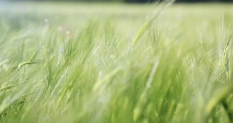 Barley Field Swaying in the Wind Video stock 345639448