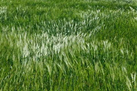 Barley field torn by wind Stock Photos