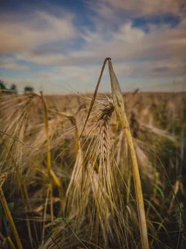 Barley field under dramatic sky, summer crop landscape Stock-Fotos