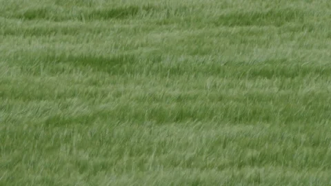 Barley field waves being blown in the wind Stock Footage 195119860