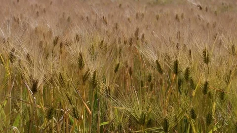 Barley field waving Stock Footage 82557309