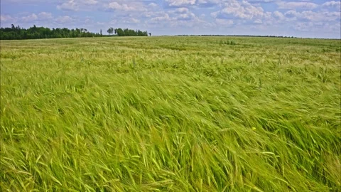 Barley field waving in the wind Stock Footage 292130457