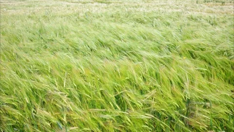Barley field waving in the wind Stock Footage 292483102