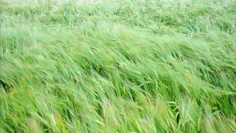 Barley field waving in the wind Stock Footage 293055695