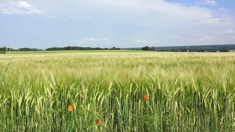 Barley field wiev 库存影片 128844757
