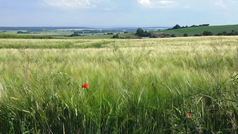 Barley field wiev 库存影片 128844758