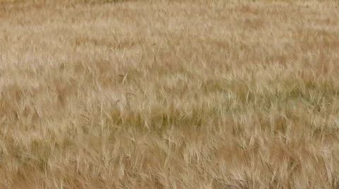 Barley field in wind 1 Stock Footage 842889