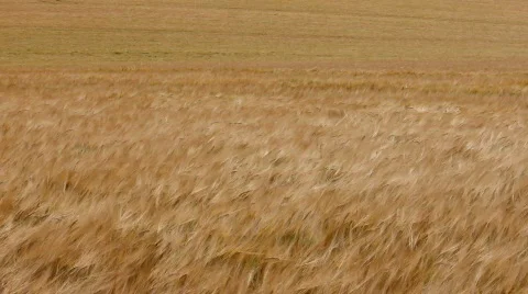 Barley field in wind 2 Stock-Footage 842883