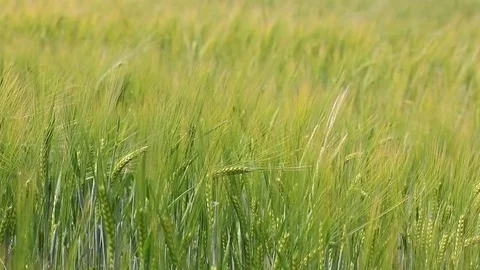 Barley field in the wind at countryside. Typical European agriculture landscape. Stock Footage 77144571