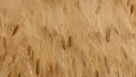 Barley field in wind Stock Footage 162598912